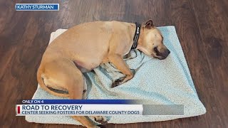 Central Ohio rescue seeks fosters for Delaware County dogs