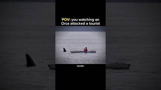 Orca attacked a tourist #orca #shorts #animals