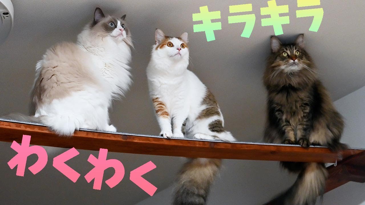 獲物 目を輝かせてキャットウォークをうろうろする３匹の大型猫 しっぽをふりふりメインクーンとラグドールの後をくっついてまわるサイベリアン Youtube