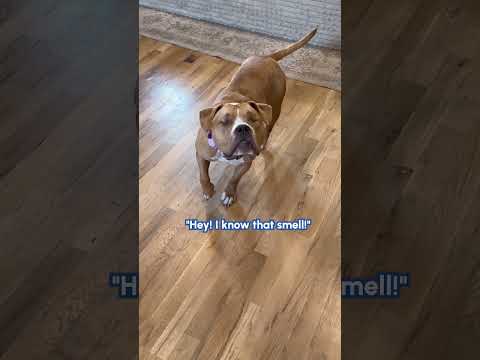 Adorable Blind Dog Reacts to Owner Returning Home
