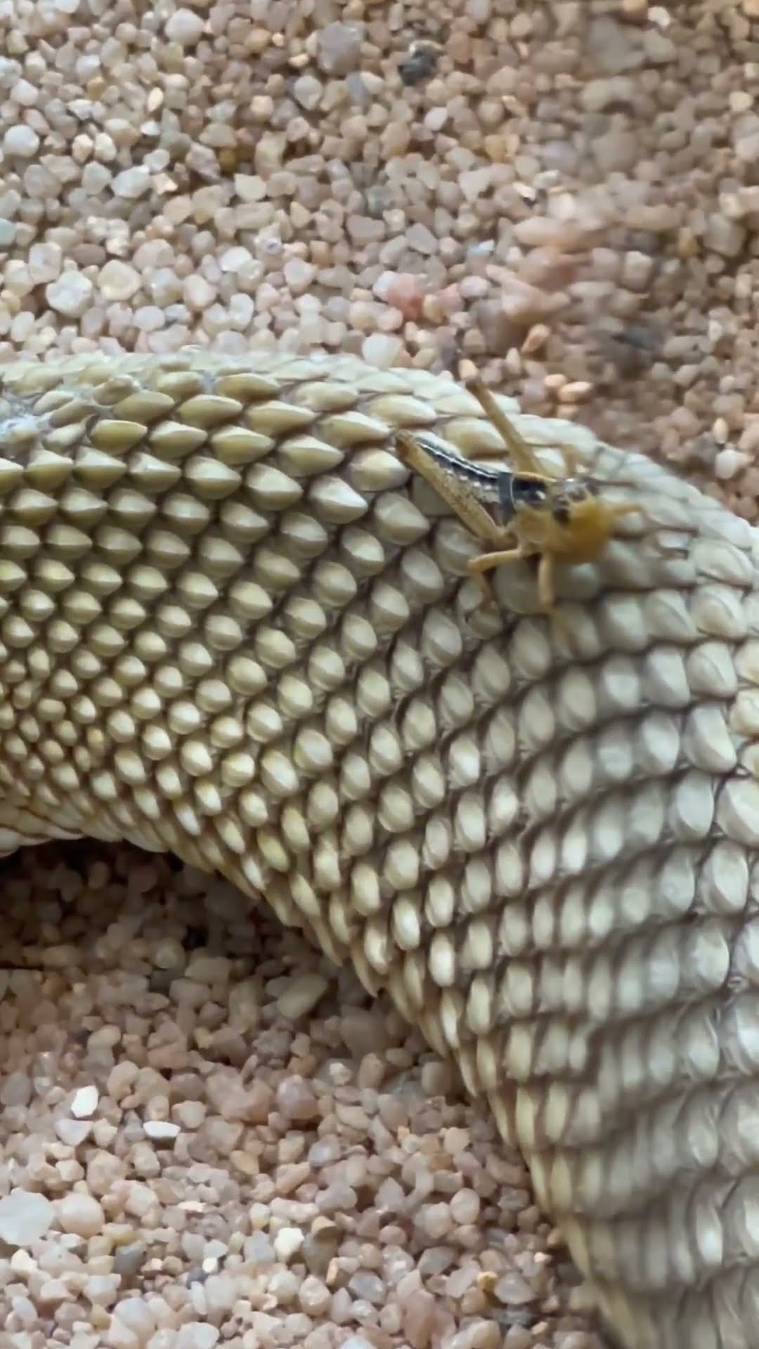 Astonishing Mexican West Coast Rattlesnake