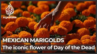 Mexico: Why are marigolds the iconic flowers of Day of the Dead? Net Worth