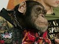 Шимпанзе Ричи — артист "Королевского цирка"