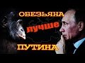 Обезьяна лучше Путина! Блог Олега Двуреченского