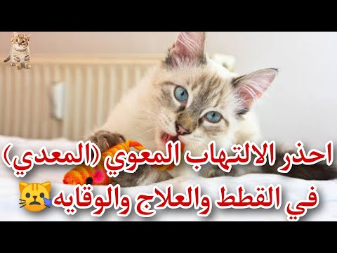 فيديو: حقائق حول Teacup Pomeranians