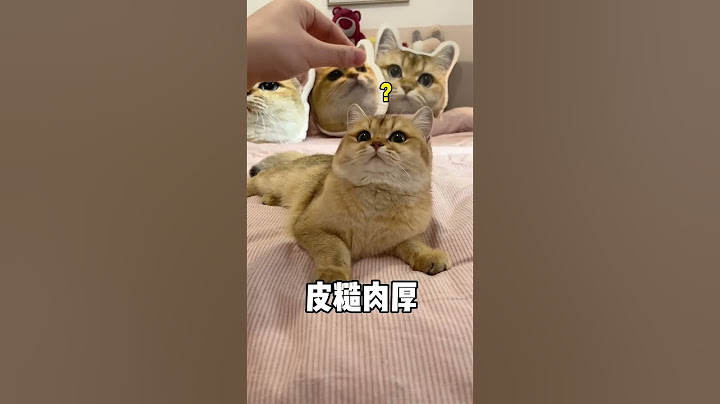 【牛奶是只猫】如何让四只猫同时揣手手！#治愈猫咪 #金渐层