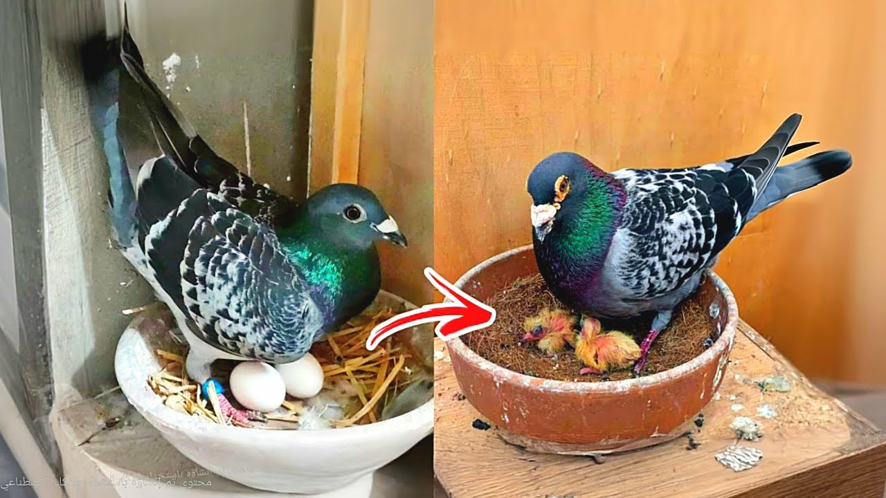 لازم تعمل كده عشان الحمام يبيض ويشتغل👌