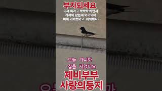 제비부부의 흥부 놀부 사랑둥지가 지어 졌어요ㅎㅡ조금씩~~^^#제비집 #제비처럼