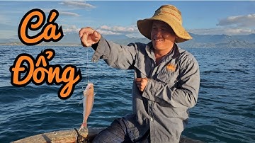 Một ngày câu cá Đổng, cá Đục, cá Bống trên Vịnh Vân Phong | Ninh Hải Recording