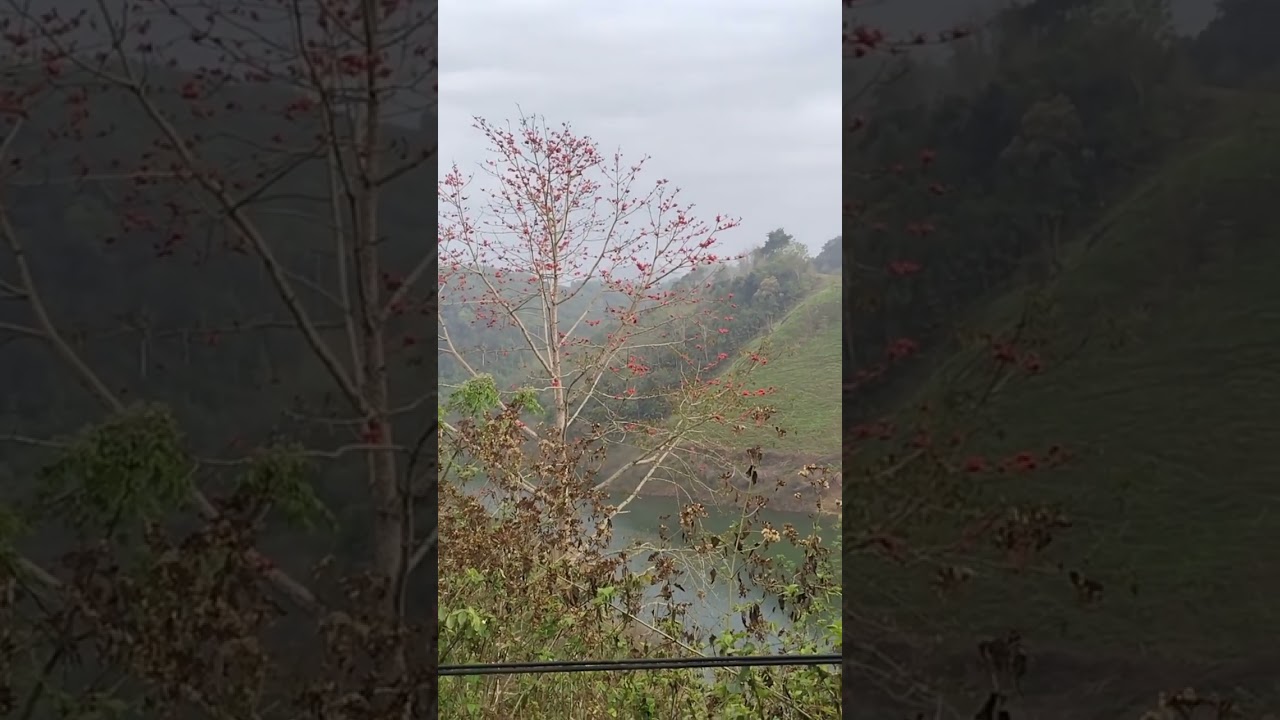 Hoa Mộc Miên #shorts | Qua Miền Tây Bắc