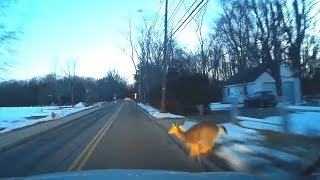 Deer Accident caught on Dash Cam