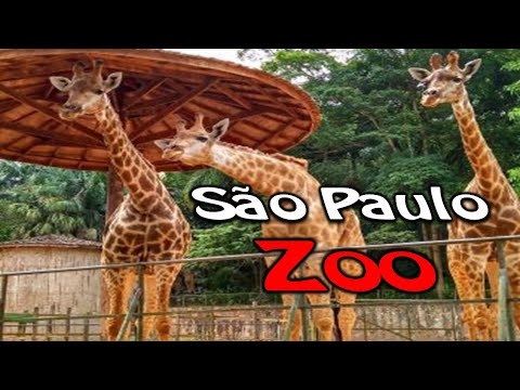 Vídeo: Animais Famintos Do Zoológico De Trípoli Recebam Ajuda De Emergência