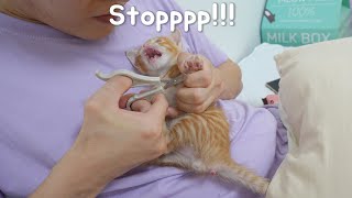 My Kitten Got Crazy And Crying When I Tried To Cut His Toenails by 코니tv conitv 3,408 views 2 months ago 7 minutes, 49 seconds