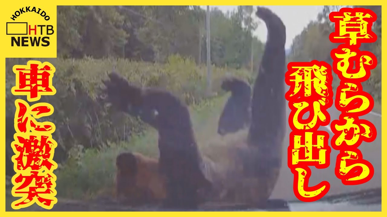 衝撃の瞬間】草むらからクマが飛び出し乗用車に衝突 「慌ててブレーキ