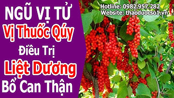Ngũ vị tử – Thuốc quý điều trị liệt dương, bồi bổ can thận cực hay