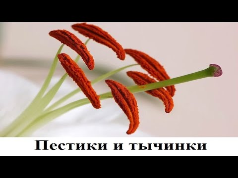 Пестики и тычинки