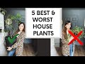 5 BEST & WORST House Plants: The EASIEST Favorites & the ones that are the MOST WORK