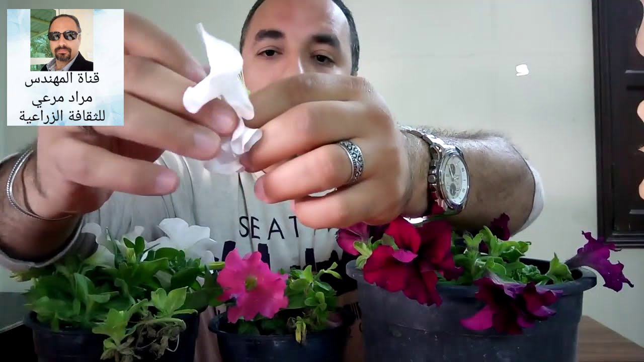 بتونيا زهرة شتاء الجميلة طرق تكاثر ورى وتسميد والامراض Petunia حلقة 144