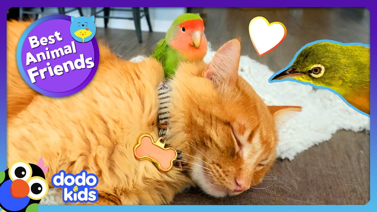 Absurd Birds Have The Strangest Best Friends | Dodo Kids | Best Animal ...