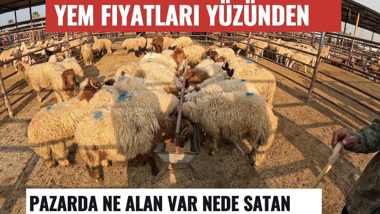 25.04.2025 CEYHAN KÜÇÜKBAŞ HAYVAN PAZARI#hayvanpazari #halepkeçisi#kurbanlık#animals#adak #koyun