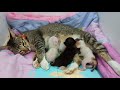 HELPING MY FOSTER CAT GIVE BIRTH IN MY ROOM