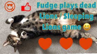 Funny Cat Fudge Plays A Game Of Sleeping Lions - Cute Cat Video