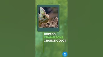 How Do Chameleons Change Color? The Fascinating Science Explained