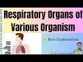 Comparison of Respiratory Organs in different Animals / Organisms  ! for NEET and other com .exam.