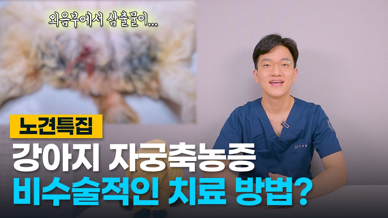 강아지 자궁축농증 원인, 증상, 치료방법 (Pyometra) | 노견특집 EP.03