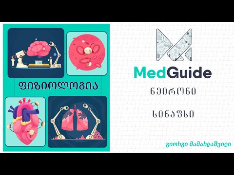 Medguide/მედგიდი - ფიზიოლოგია: ნეირონი, სინაფსი