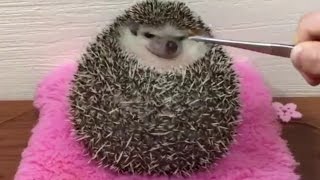 СПАСЛИ ЁЖИКА ОТ ОГРОМНЫХ КЛЕЩЕЙ! Смотреть до конца! // Hedgehog Gets Saved(, 2017-04-21T12:38:11.000Z)