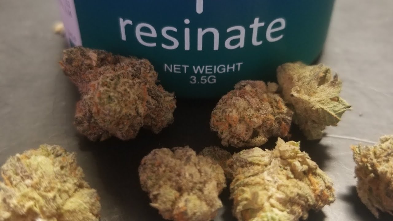 Strain of the Day Pancake Stomper cultivated by Resinate. YouTube