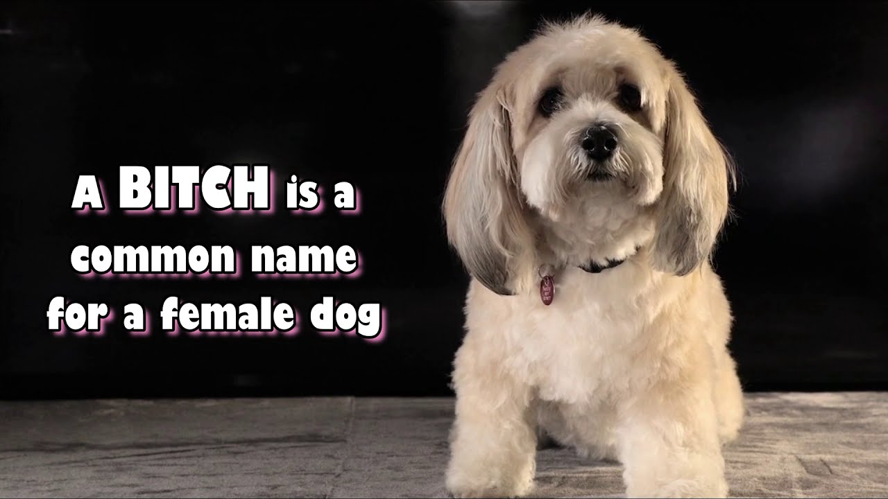 What is a Female Cat Called? YouTube