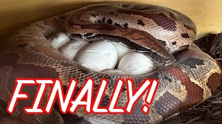 Our Female Blood Python Laid Eggs Finally