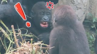 金剛寶寶Ringo對哥哥生氣 🦍👶🏻Baby gorilla Ringo is angry with older brother Jabali