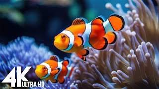 Aquarium 4K VIDEO (ULTRA HD) - Beautiful Coral Reef Fish - Sleep Relaxing Meditation Music #106