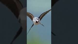 Swallow sound #shorts #bird #nature # sound #shortsvideo #shortsfeed #shortsviral