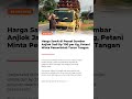 Harga Sawit di Pessel Sumbar Anjlok Jadi Rp 700 per Kg, Petani Minta Pemerintah Turun Tangan
