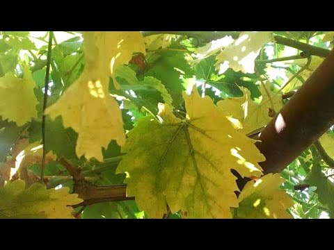 فيديو: ما هو مرض أصفر العنب: أسباب تحول أوراق العنب إلى اللون الأصفر