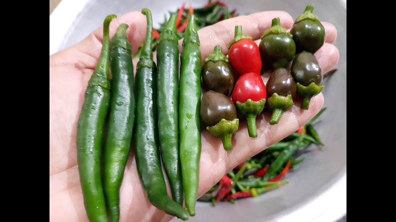 Harvest of Spinach, Round Longy Chili and green and red hot peppers