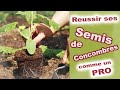 Réussir ses Semis de concombres Comme un Pro #facile 🥒