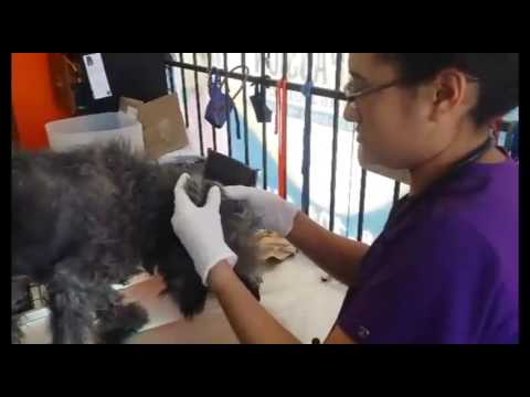 Homeless Creature Who Was Living In An Old Car Tire Now Looks Like A Whole New Animal