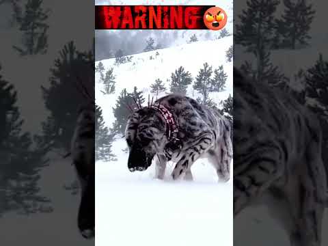 Aggressive Pitbull Dog