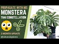 Propagating My Monstera Thai Constellation 💚 WITH UPDATES - Propagate with me | Monstera Propagation