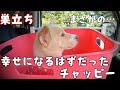 幸せになるはずだったチャッピーまさかの・・