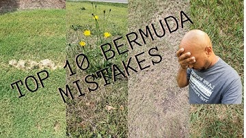 Bermuda tips and tricks, top 10 mistakes on bermuda lawns