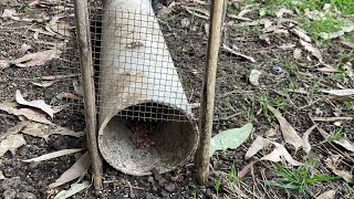 Trampa para pájaros