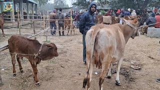 @ আজ 29 December 2025|| আমবাড়ী হাটে শাহীওয়াল সিন্ধী ও দেশি জাতের দুধের গাভী বাছুর সহ দাম||