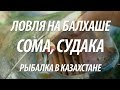 РЫБАЛКА НА СОМА И СУДАКА НА БАЛХАШЕ В КАЗАХСТАНЕ