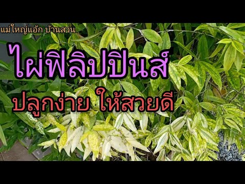 วีดีโอ: ไผ่ทองสูงเท่าไหร่?